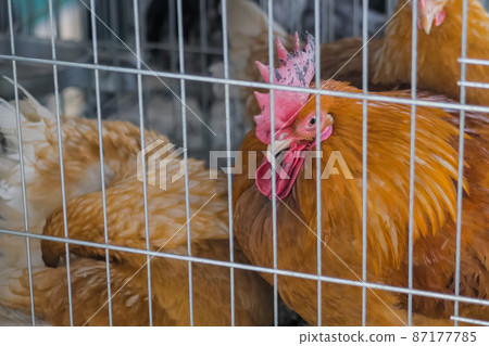 Portrait of chicken in the cage at animal exhibition, market - close up Portrait of chicken in the cage at animal exhibition, market - close up 87177785