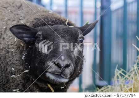 Portrait of Texel sheep eating hay at animal exhibition - close up Portrait of Texel sheep eating hay at animal exhibition - close up 87177794