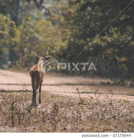 Marsh deer, pantanal Brazil Marsh deer, pantanal Brazil 87178644