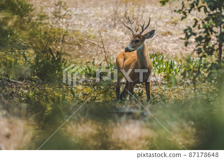 Marsh deer, pantanal Brazil Marsh deer, pantanal Brazil 87178648