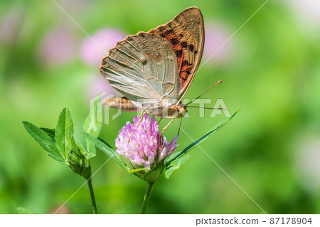 The dark green fritillary butterfly collects nectar on flower. Speyeria aglaja is a species of butterfly in the family Nymphalidae. 87178904
