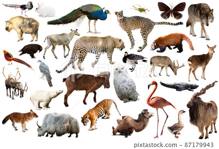 animal collection asia animal collection asia 87179943