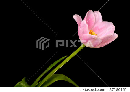 Pink Tulip Closeup 87180161