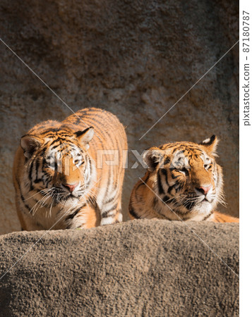 Amur tiger brothers basking in the sun Amur tiger brothers basking in the sun 87180787