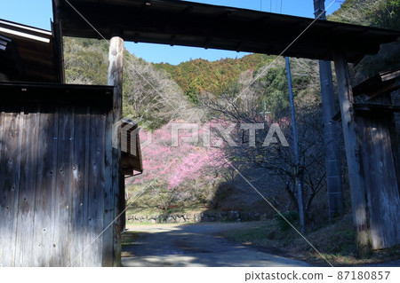Saidani Ryoma Park Cherry Blossom Season Red Plum（高知縣南國市） 87180857