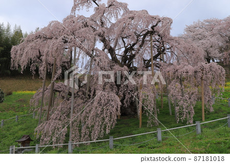 Miharu Taki Sakura 87181018