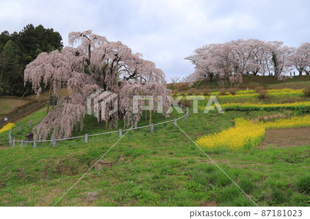 Miharu Taki Sakura 87181023