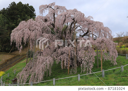 Miharu Taki Sakura 87181024