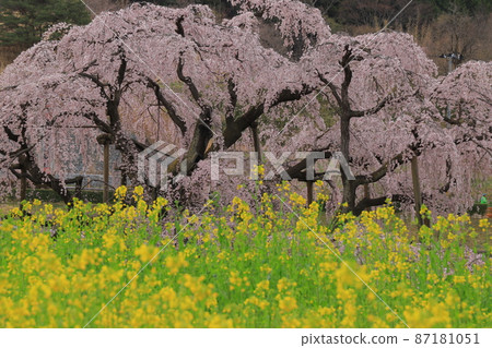 Miharu Taki Sakura 87181051