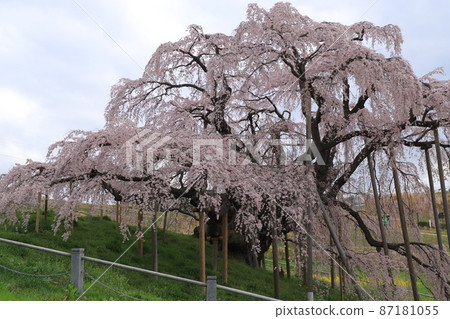 Miharu Taki Sakura 87181055