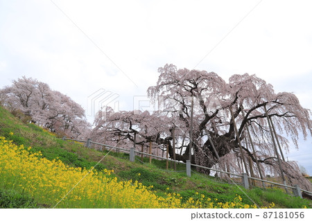 Miharu Taki Sakura 87181056