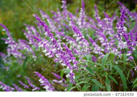 2704 Mexican bush sage 87181430