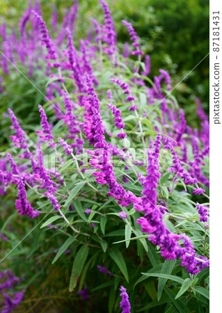 2701 Mexican sage 87181431