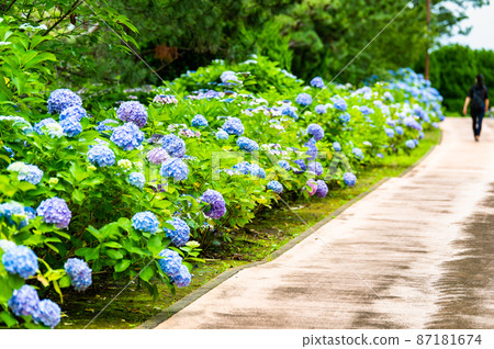 Hakkeijima Sea Paradise, Yokohama City, Kanagawa Prefecture-The hydrangea in full bloom on the hydrangea slope- 87181674