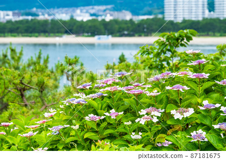 Hakkeijima Sea Paradise, Yokohama City, Kanagawa Prefecture-Hydrangea in full bloom- 87181675