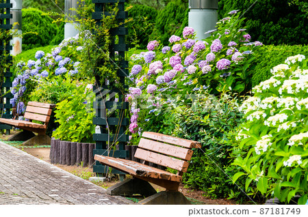 Hakkeijima Sea Paradise, Yokohama City, Kanagawa Prefecture-Hydrangea in full bloom, Hill Square- Hakkeijima Sea Paradise, Yokohama City, Kanagawa Prefecture-Hydrangea in full bloom, Hill Square- 87181749