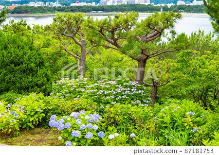 神奈川縣橫濱市八景島海上樂園-盛開的繡球花- 神奈川縣橫濱市八景島海上樂園-盛開的繡球花- 87181753