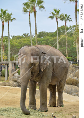 Asian elephant Asian elephant 87181868