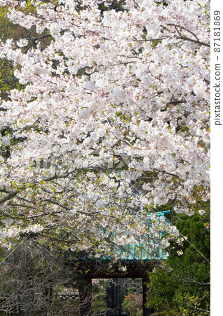 被櫻花掩埋的寺廟 87181869