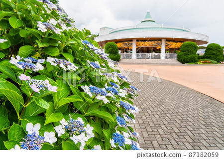 神奈川縣橫濱市八景島海上樂園-盛開的繡球花和旋轉木馬- 87182059