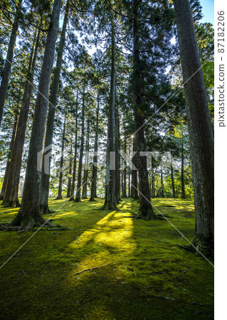 Hifei Castle and Hifei Sugi 87182206