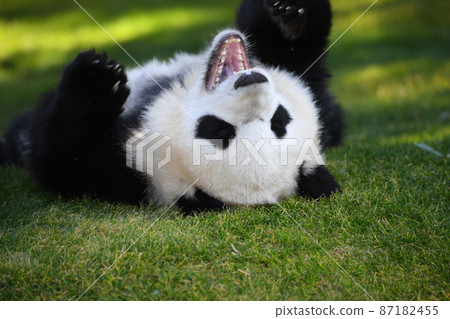 Akachan Panda lying on the grass Akachan Panda lying on the grass 87182455