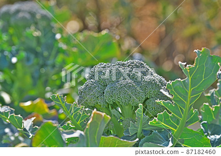 Broccoli field before harvest Broccoli field before harvest 87182460