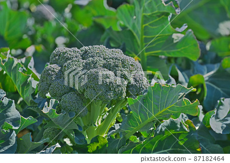 Broccoli field before harvest Broccoli field before harvest 87182464