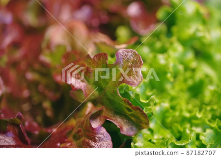 Lettuce Salad Mix Macro_Sunny and Green Half 87182707