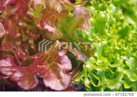 Lettuce Salad Mix Macro_Sunny and Green Crispy Texture Lettuce Salad Mix Macro_Sunny and Green Crispy Texture 87182708