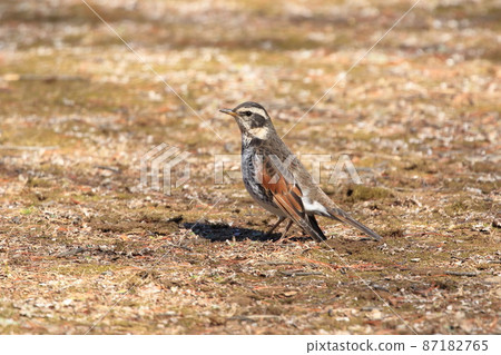 尋找食物的鵝口瘡 87182765