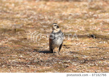 尋找食物的鵝口瘡 87182766