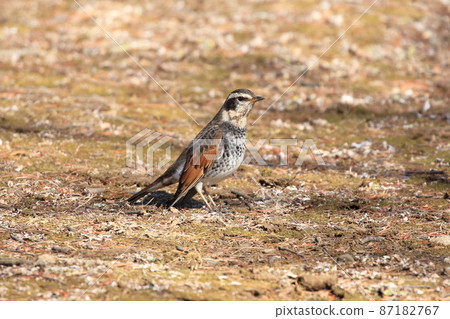 尋找食物的鵝口瘡 87182767