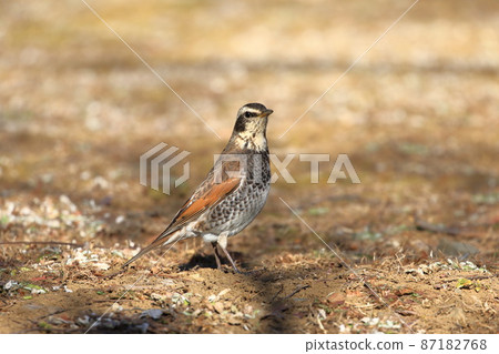 尋找食物的鵝口瘡 87182768