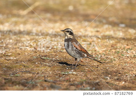 尋找食物的鵝口瘡 87182769