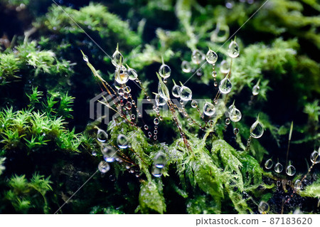Close-up of water droplets remaining on moss after rain Close-up of water droplets remaining on moss after rain 87183620