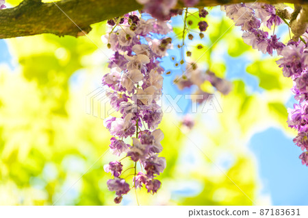 Wisteria flowers "Close-up view of double black dragon wisteria against the backdrop of the brilliance of the spring sky" (Kaoko Ancient Forest) Yamaga City, Kumamoto Prefecture Wisteria flowers "Close-up view of double black dragon wisteria against the backdrop of the brilliance of the spring sky" (Kaoko Ancient Forest) Yamaga City, Kumamoto Prefecture 87183631