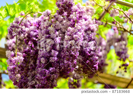 Wisteria Flower "Close-up Macro Scenery of Yae Black Dragon Wisteria" (Kaoko Ancient Forest) Yamaga City, Kumamoto Prefecture Wisteria Flower "Close-up Macro Scenery of Yae Black Dragon Wisteria" (Kaoko Ancient Forest) Yamaga City, Kumamoto Prefecture 87183668