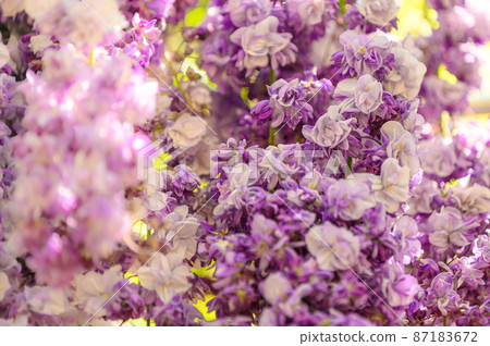 Wisteria Flower "Close-up Macro Scenery of Yae Black Dragon Wisteria" (Kaoko Ancient Forest) Yamaga City, Kumamoto Prefecture 87183672
