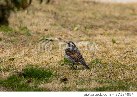 EOSRP. Yamaguchi Iwakuni, one thrush. 87184094