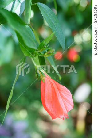 2664 Unazuki Himefuyo 87184095