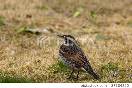 EOSRP. Yamaguchi Iwakuni, Thrush up. 87184230