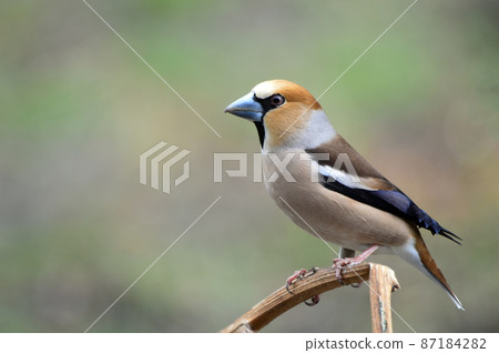 Grosbeak bird close-up. Sitting on a branch. The common oak tree (lat. Coccothraustes coccothraustes) is a species of bird in the finch family. 87184282