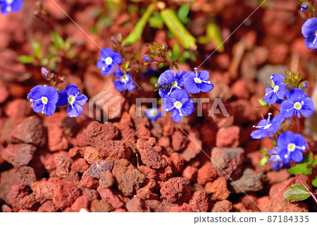 Hakone Botanical Garden Oxford Blue 87184335