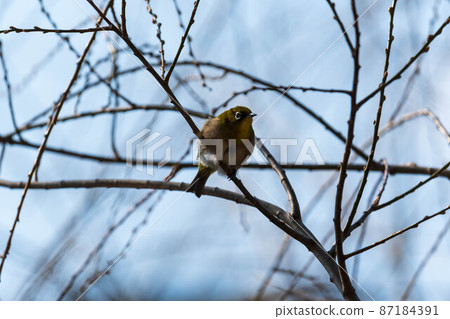 White-eye 87184391
