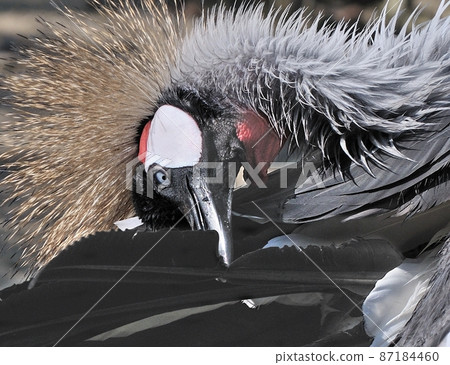 Bunting bunting ・ Wash your face 09 87184460