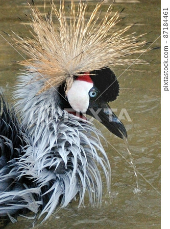 Bunting bunting ・ Wash your face 08 87184461