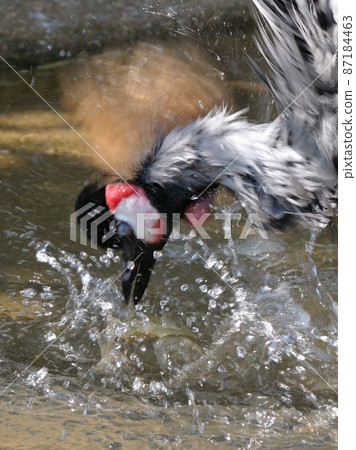 Bunting bunting ・ Wash your face 06 87184463