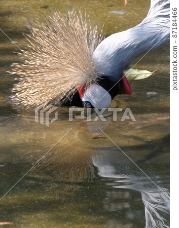 Bunting bunting ・ Wash your face 03 Bunting bunting ・ Wash your face 03 87184466