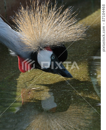 彩旗彩旗·洗臉01 彩旗彩旗·洗臉01 87184468